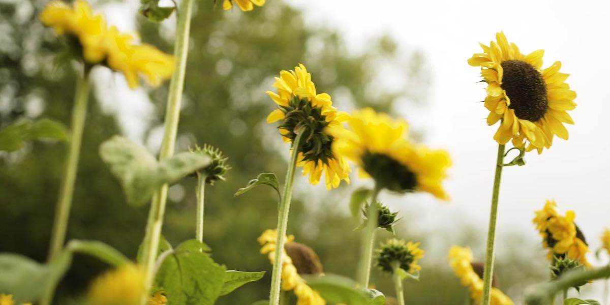 canadian-organic-standards-organic-bc